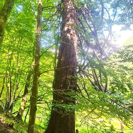 L'antica Da Gigino 3* Corniolo