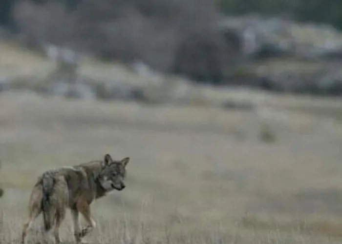 לינה וארוחת בוקר L'antica Da Gigino