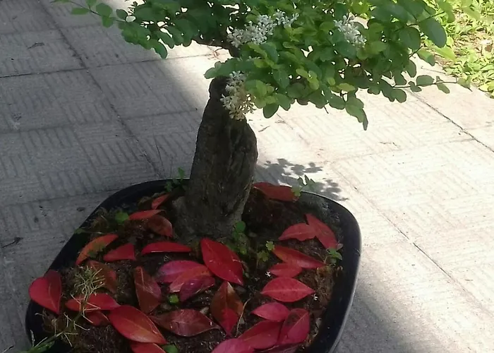 L'antica Da Gigino Corniolo (Emilia-Romagna)