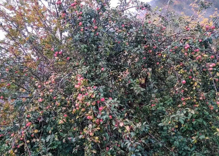 L'antica Da Gigino לינה וארוחת בוקר Corniolo (Emilia-Romagna)